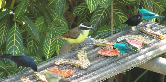 Feeding the wild birds © BW Media